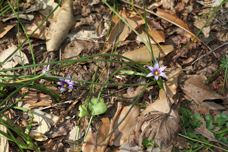 Romulea ramiflora / Zafferanetto ramoso